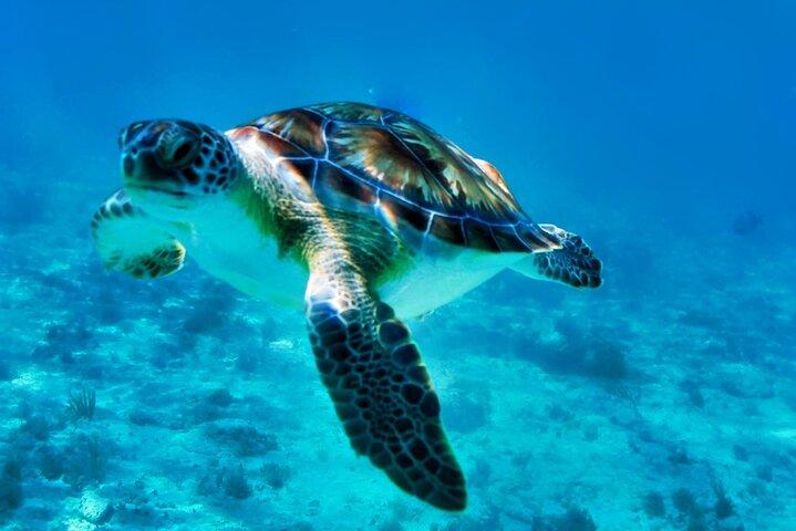 Private Tulum Mayan Ruins & Swimming with Turtles Experience