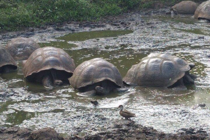 ガラパゴス サンタ クルーズの空港ホテルに転送し、ゾウガメを訪問