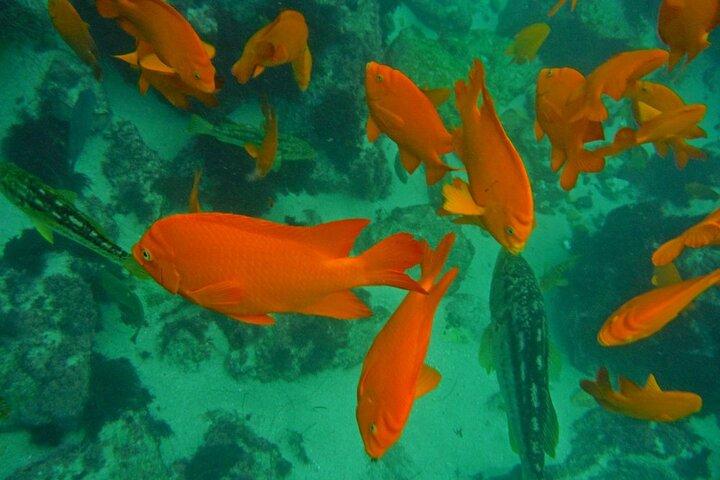 All Day Snorkel Package with Wetsuit Rental