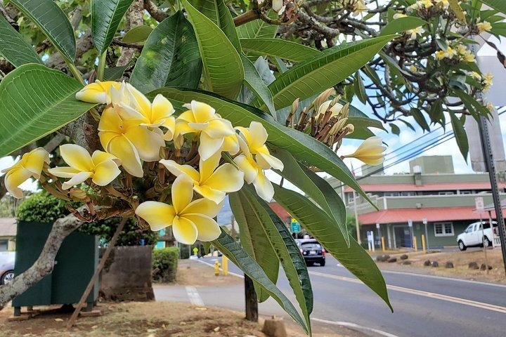 ワイキキからハレイワへの小グループノースショアシャトル|ワイメア