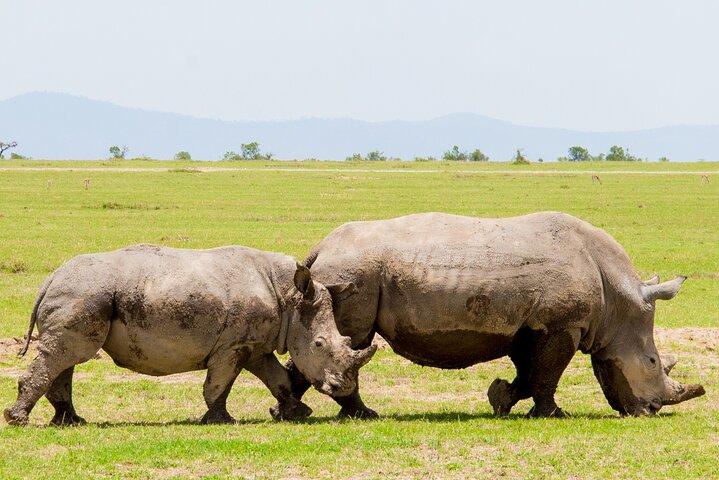 1-tägige Ol Pejeta Conservancy Safari
