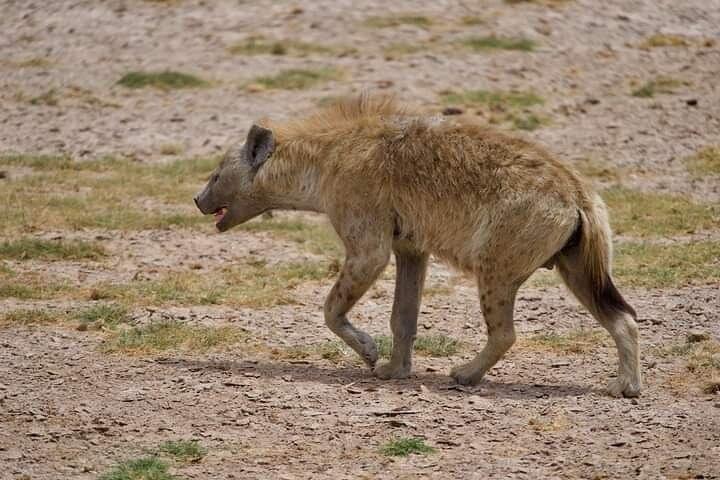 Diani Beach privado de 2 dias para Tsavo East and West Safari