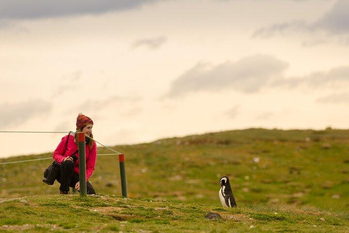 Camine junto a Pingüinos en Isla Magdalena y navegue Isla Marta