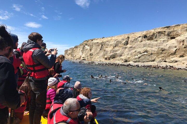 Camine junto a Pingüinos en Isla Magdalena y navegue Isla Marta