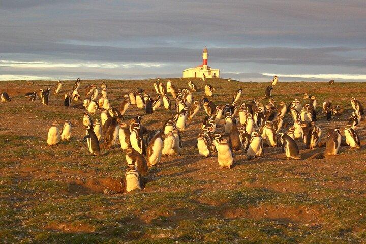 Camine junto a Pingüinos en Isla Magdalena y navegue Isla Marta