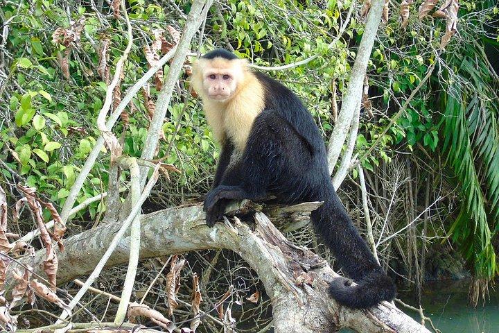 寄港地クルーズ パナマ : 野生動物ガトゥン湖