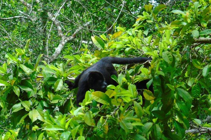 寄港地クルーズ パナマ : 野生動物ガトゥン湖