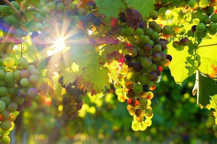 Vinho Verde privé wijntour (all-inclusive)