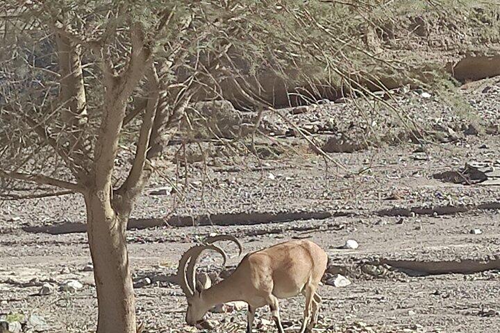 Jeep tour aventure Eilat montagnes