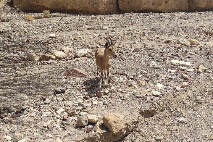Jeep tour aventure Eilat montagnes