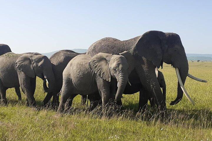 ベストオブタンザニア5日間4泊サファリ