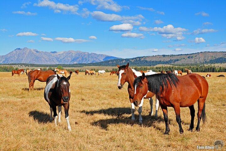 Yellowstone, Grand Teton og Hot Springs: Lille gruppe 5-dages tur