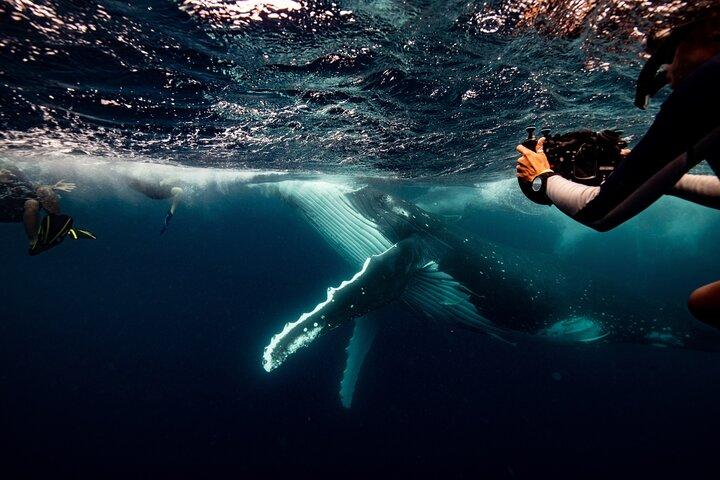Nager avec les baleines Gold Coast