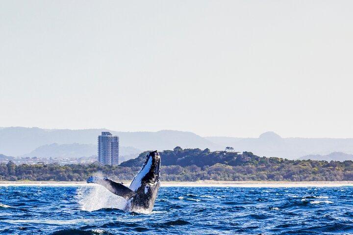 Nager avec les baleines Gold Coast
