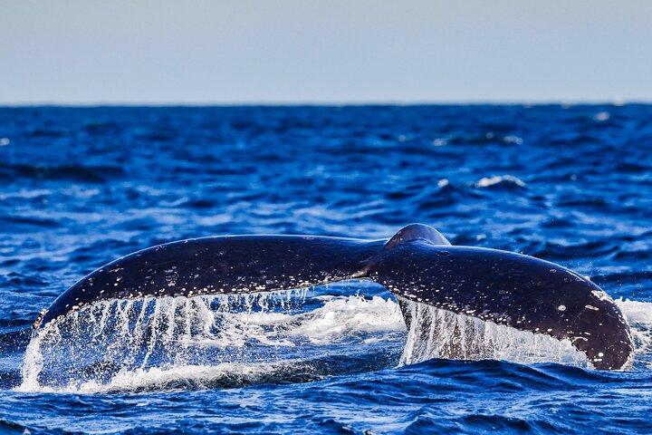 Nadar con Ballenas Gold Coast