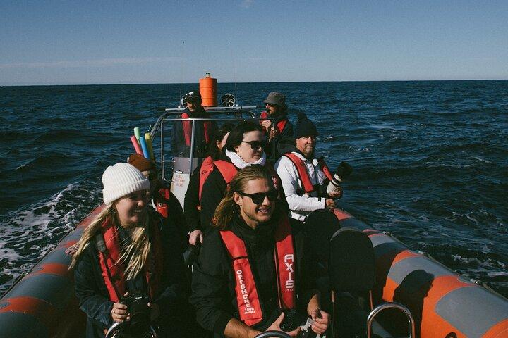 Nager avec les baleines Gold Coast