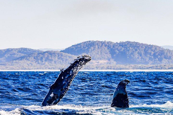 Swim with Whales Gold Coast