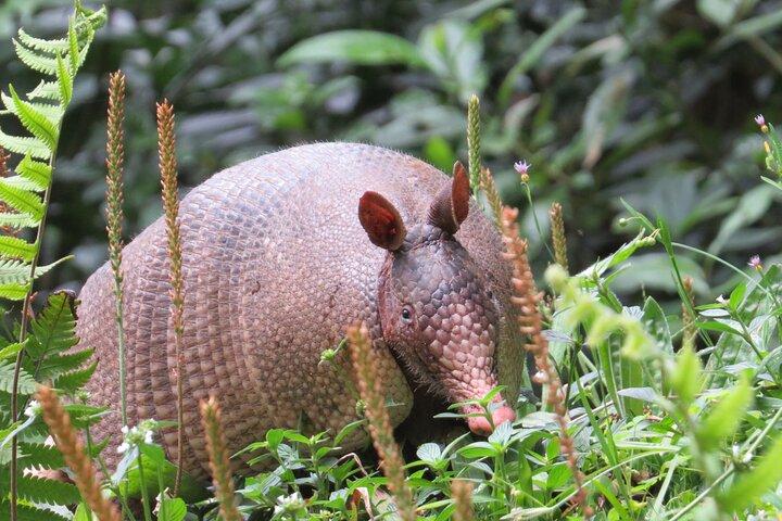 モンテベルデのクリカンチャ保護区での自然史ツアー