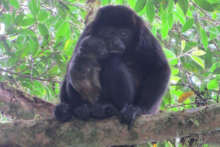 Naturhistorisk rundtur vid Curi Cancha-reservatet i Monteverde