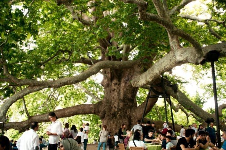 コーチ付きの小グループ グリーン ブルサ ツアー |ケーブルカー & ランチ込み |丸1日
