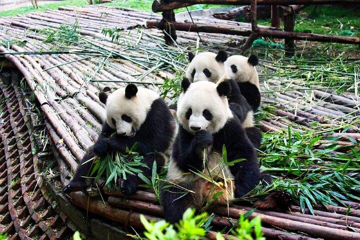 Half-Day Tour at Chengdu Panda Breeding Research Base