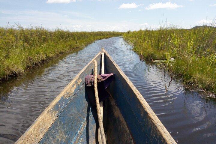 Shoebill stock tracking experience at Mabamba