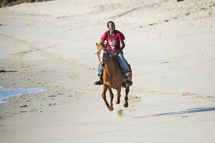 Dagstur til Dar Es Salaam Zoo og ridetur
