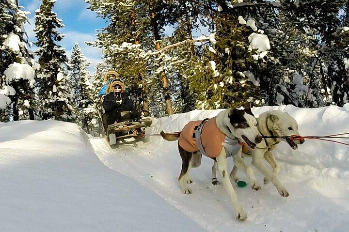 Sit Down Husky Ride Hundeslædetur i Kiruna