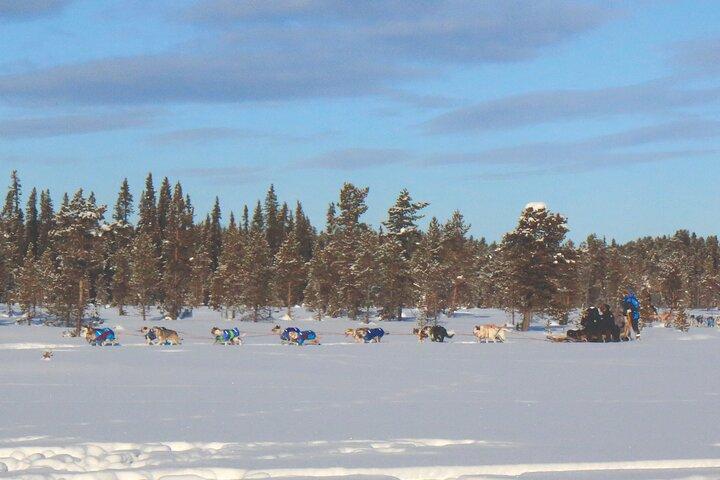 Sit Down Husky Ride Hundeslædetur i Kiruna