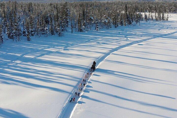 Sit Down Husky Ride Hundeslædetur i Kiruna