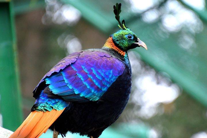 Manali Tour Package