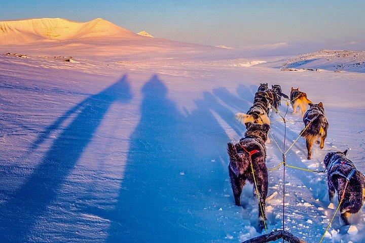 Privates Hundeschlittenfahren ab Tromsø: Fahren oder Mitfahren