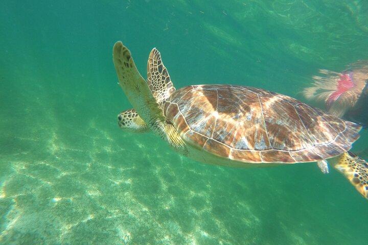 VIP Cenotes & Turtles Private Tour