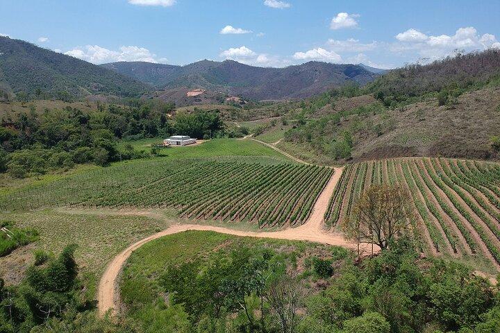 Excursão de dia inteiro à vinícola saindo do Rio