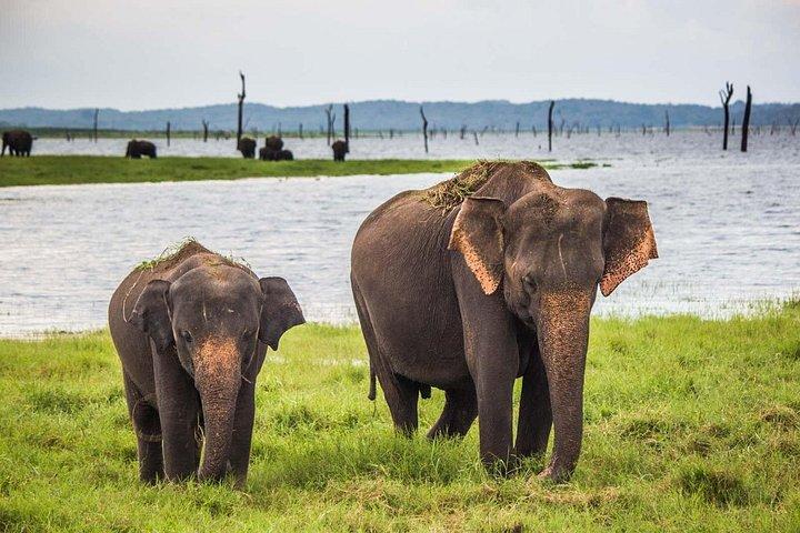 ヤラ国立公園野生動物サファリ/ゲームドライブ - Ajith Safari による