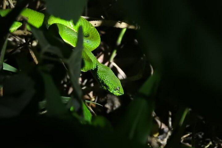Nachtwanderung in kleiner Gruppe in Monteverde