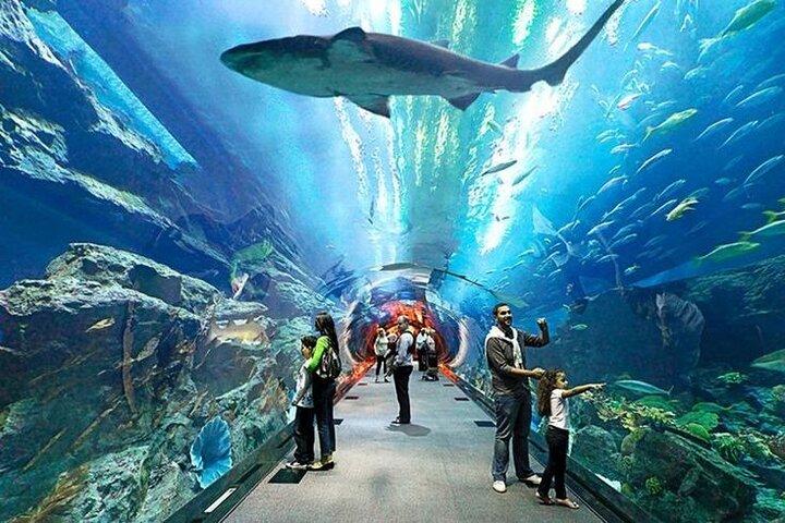 ペンギン コーブのチケット付きドバイ水族館と水中動物園。