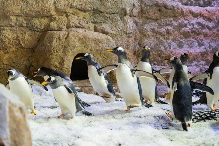 ペンギン コーブのチケット付きドバイ水族館と水中動物園。