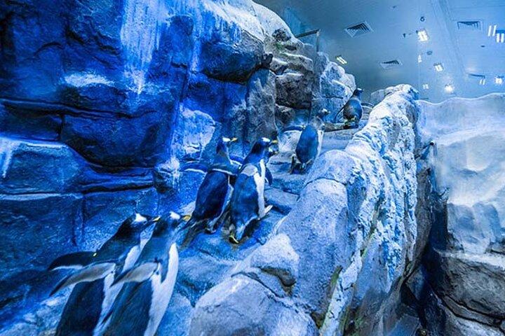 ペンギン コーブのチケット付きドバイ水族館と水中動物園。
