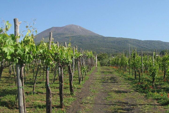 Transfert de Naples à Sorrente avec arrêt à Winery ou Vice Versa