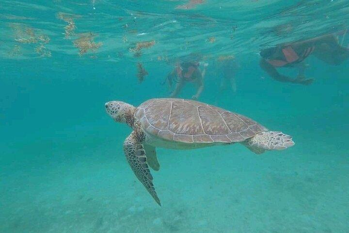 Nado con tortugas + snorkel + zona arquelógica de Tulúm + cenote