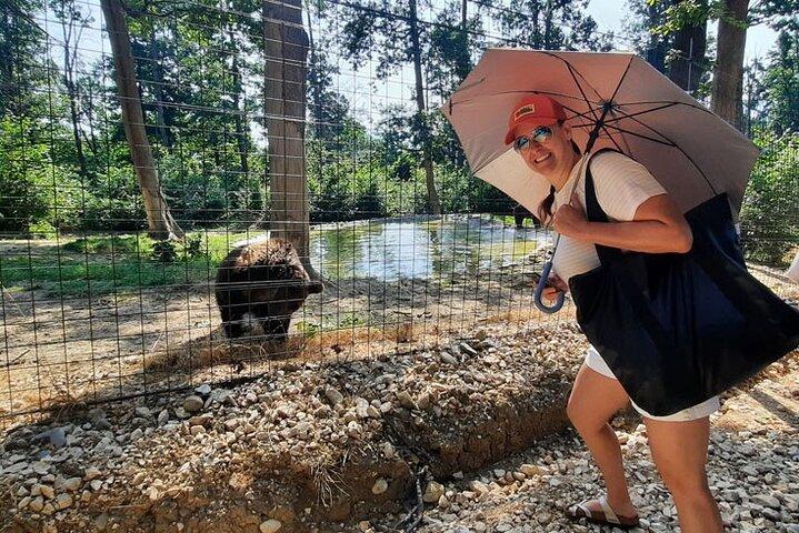 ベアーズ サンクチュアリ、ドラキュラ城、ポイアナ ブラショフ - ブラショブからのプライベート デイ ツアー
