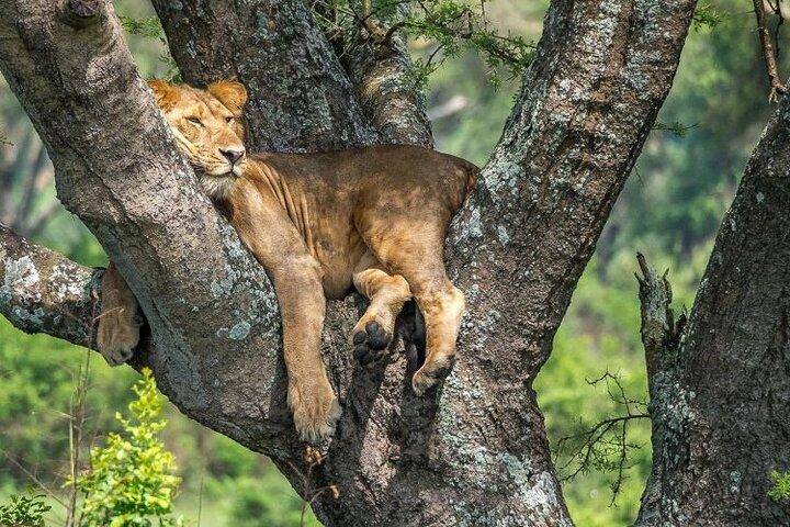 14 dias de aventura de safári em Uganda, caminhada de gorilas e passeio pela vida selvagem