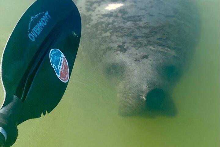 インディアン リバー クリア ボトム カヤックまたはパドルボーディング マナティーとイルカ ツアー