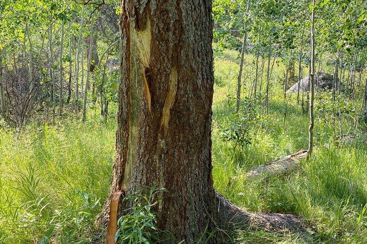 Ganztägige Yellowstone Upper Loop mit Wildlife Adventure mit Mittagessen