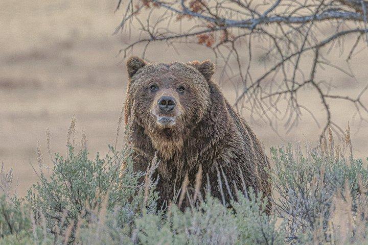 Ganztägige Yellowstone Upper Loop mit Wildlife Adventure mit Mittagessen