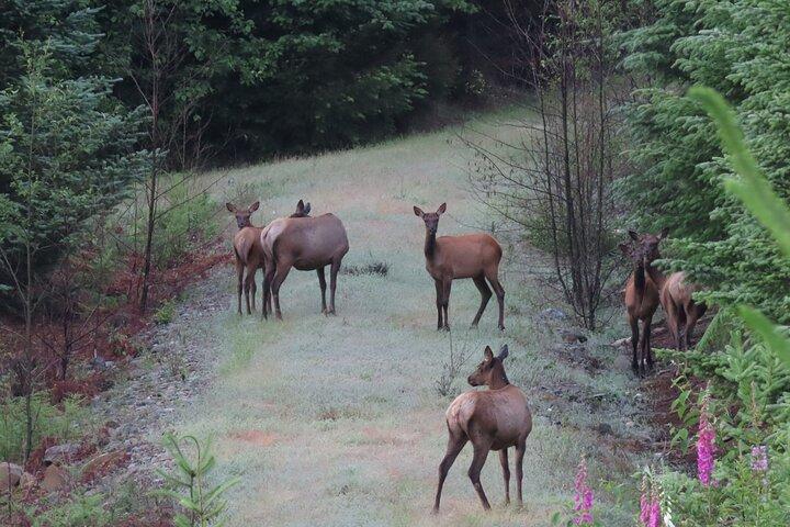 Visite privée du parc national du mont Rainier en SUV