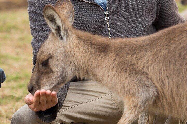 Bonorong Wildlife Park e Richmond Afternoon Tour da Hobart