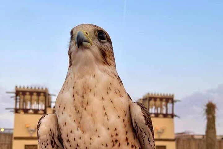 Dubai Desert Safari Tour Hotel Transfer, Camel Ride & BBQ Dinner