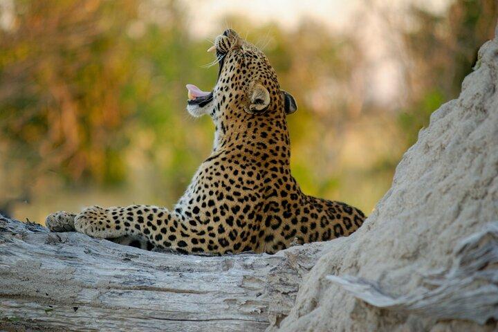 Gioielli di 9 giorni della Namibia